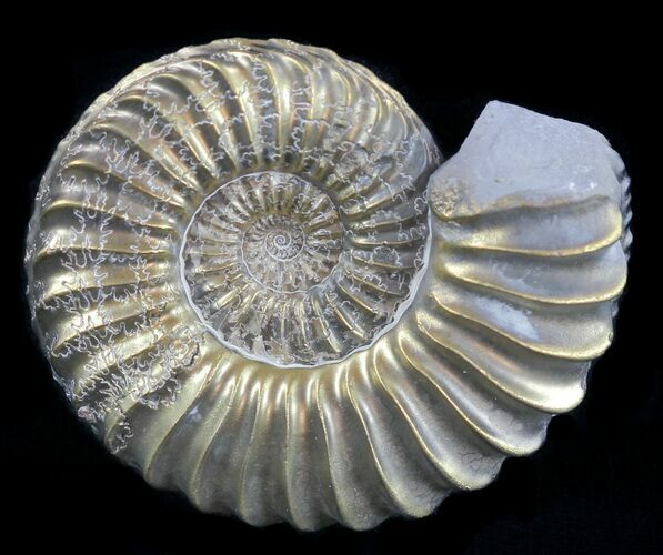 Pyritized Pleuroceras Ammonite - Germany #60272